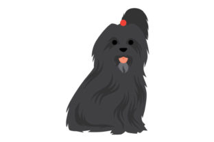 Black Havanese Dog