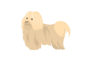 White Havanese Dog